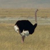 Ostrich